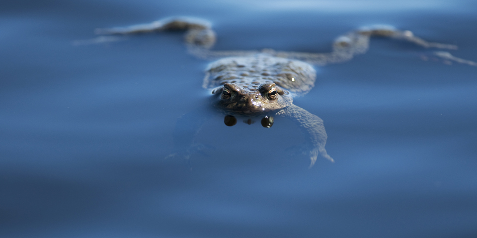 Padda flyter i blått vatten. Foto: Johan Pontén